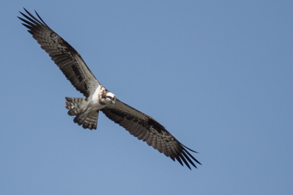 Balbuzard pêcheur © Alain Lorieux